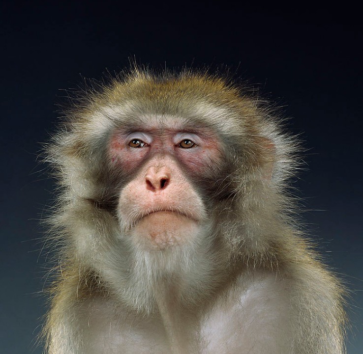 Solid Monkey Solid Planet: Monkey portraits by Jill Greenberg
