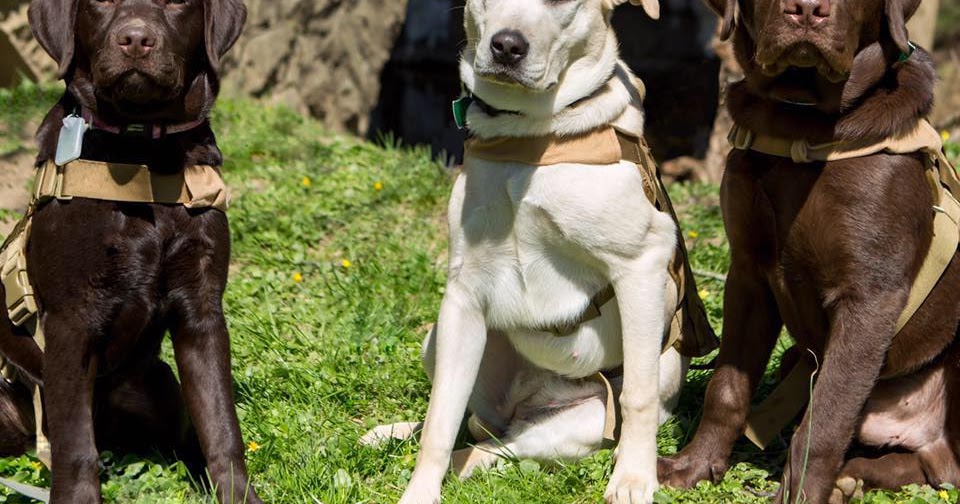 Alpha Bravo Canine Raise a Puppy. Save a Life.