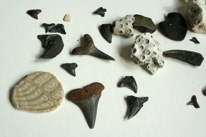 dinosaur fossil painting