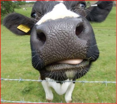 Cute Funny Animalz Funny And Crazy Cow s  Images 2012