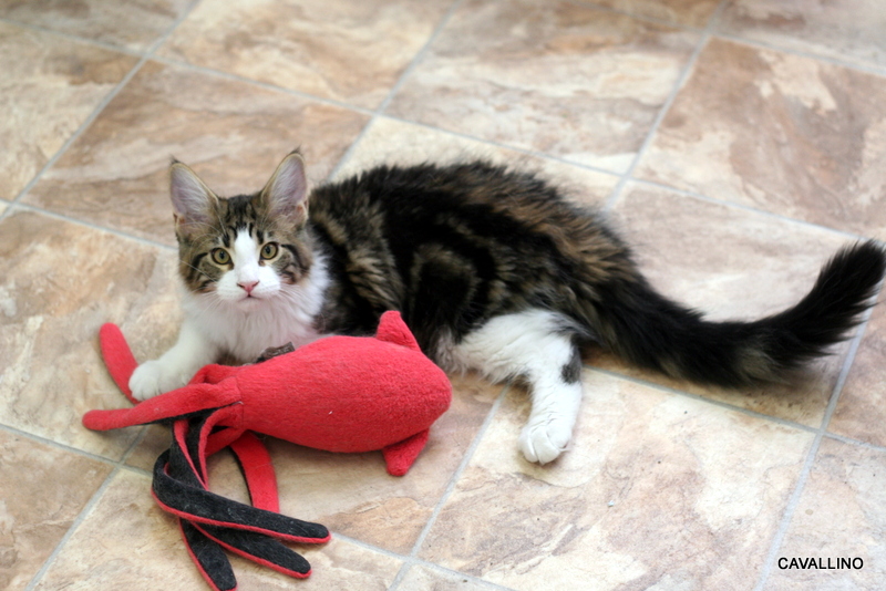 Cavallino 猫 ねこ ネコ ジェントルジャイアントならぬ ジェントルジャイアン通信