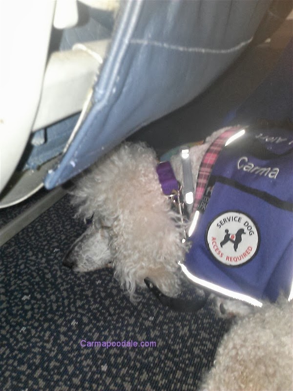 How To Take A Service Dog On A Plane