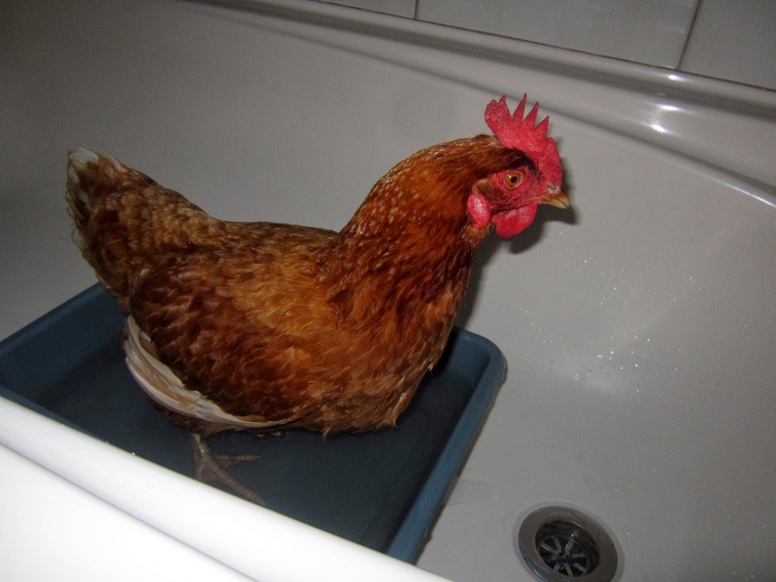 All things bright and beautiful Egg Bound Chicken