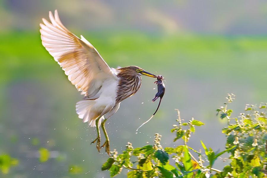 Indian Pond Heron Paddy bird with Mouse
