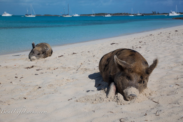 Swimming pig, Bahamas