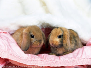Two cute bunnies.