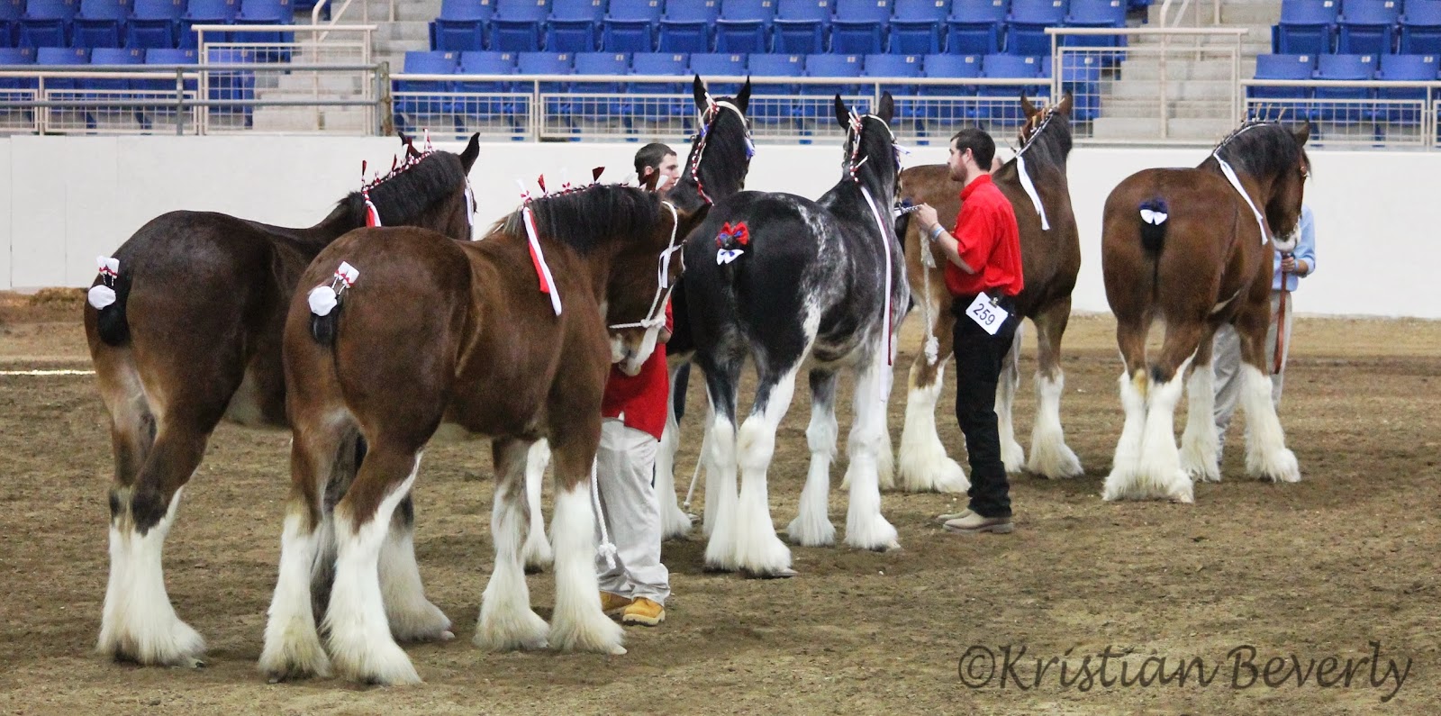 Five Paws Studio Draft Horse Halter Class