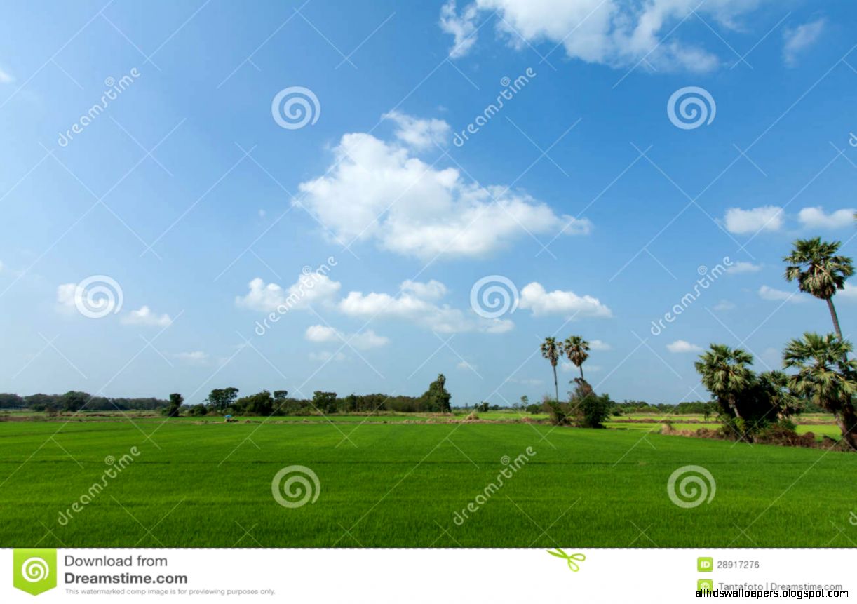 Beautiful Landscape With Fresh Green Meadow Cloud And Blue Sky