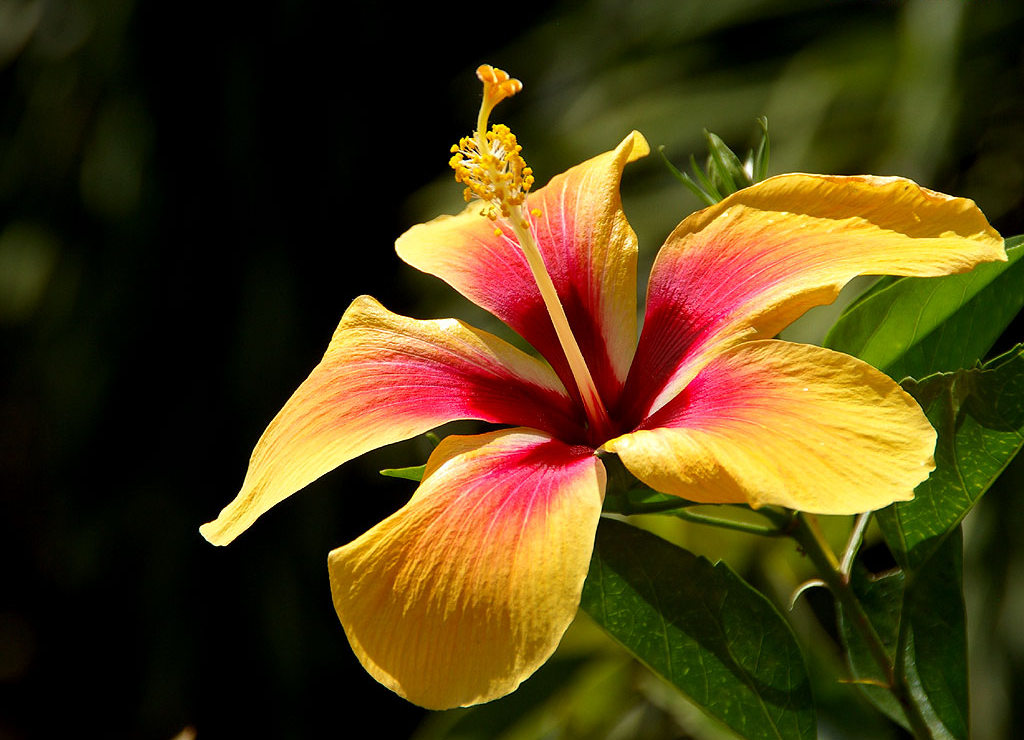 Bunga Raya - Bunga Kebangsaan Malaysia - Relaks Minda
