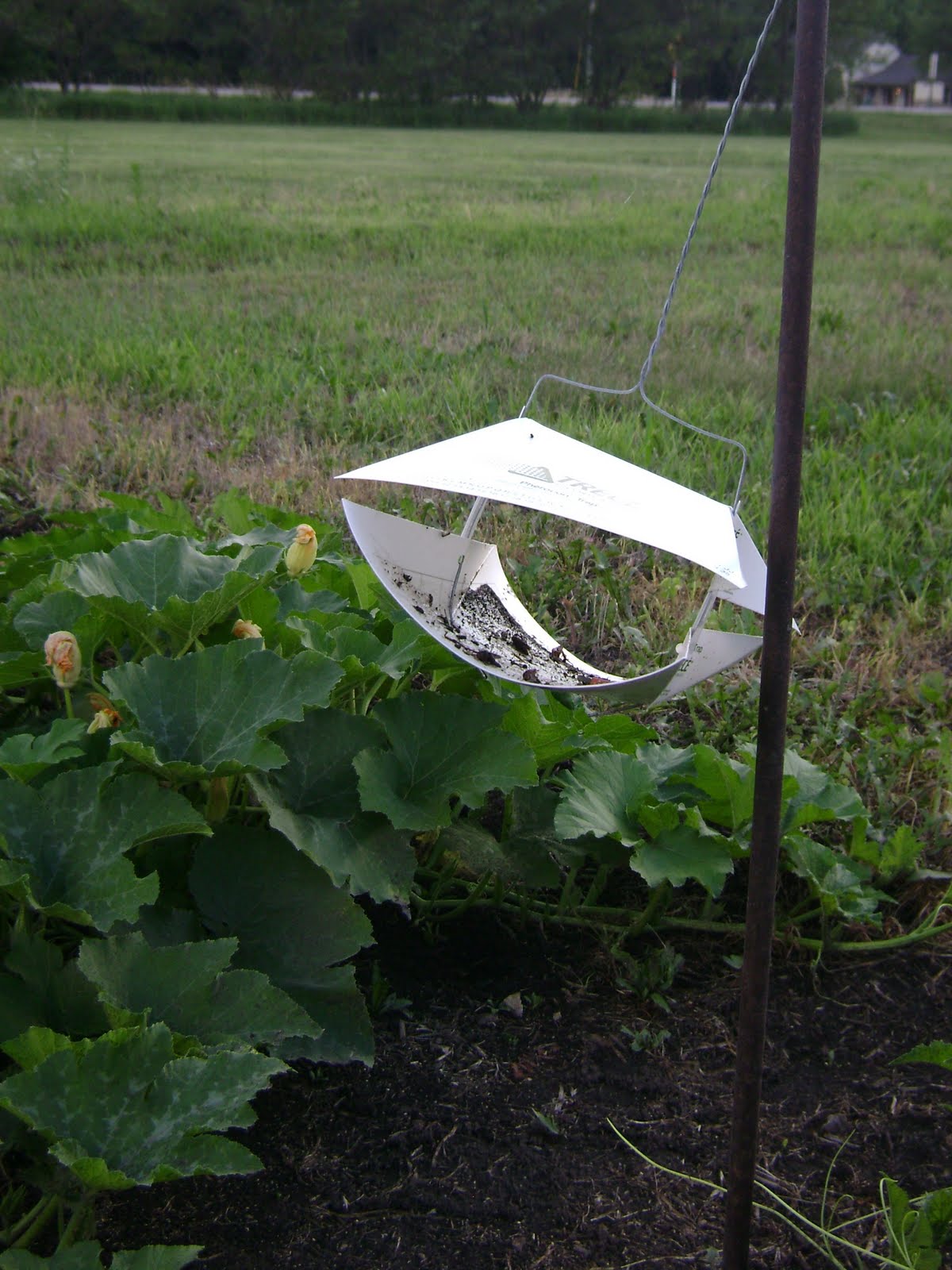 Riley County Extension Blog Squash Vine Borer