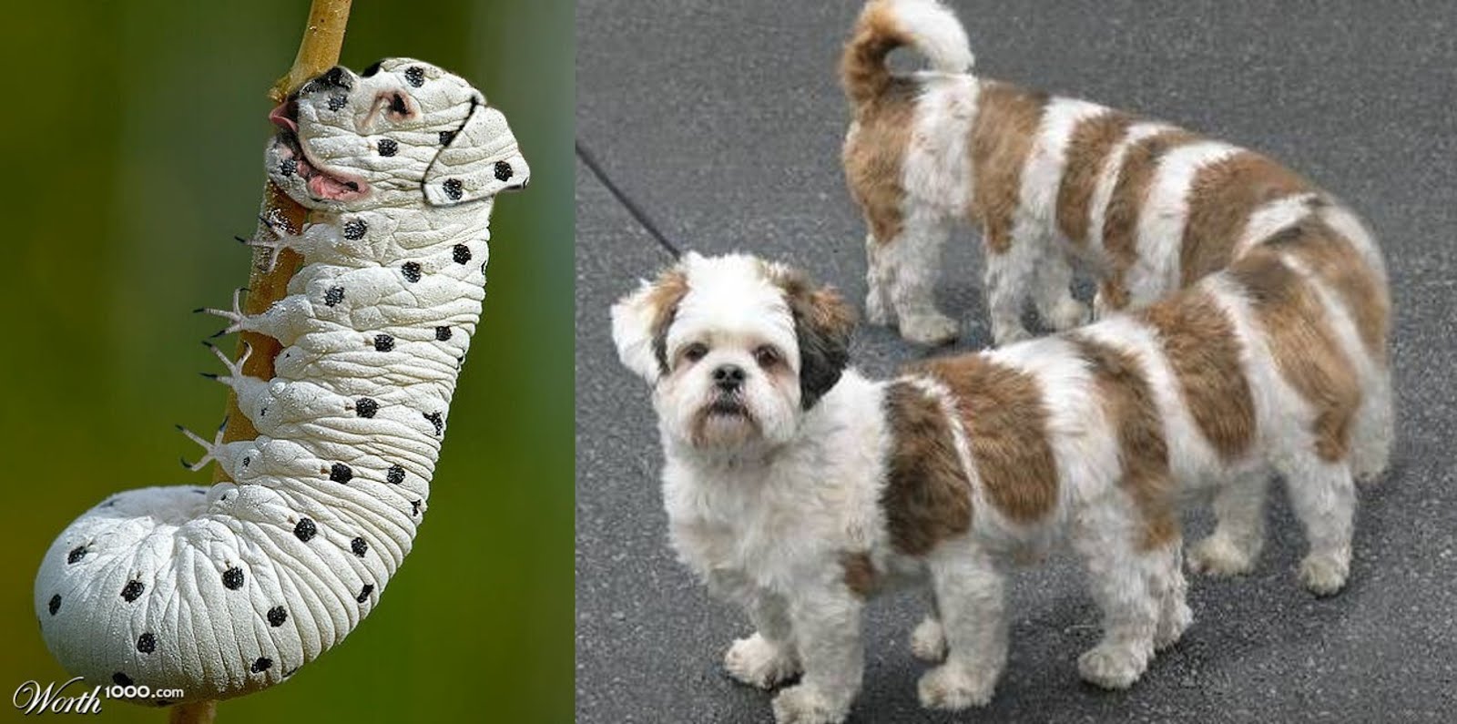Venezuelan Poodle Moth Neatorama
