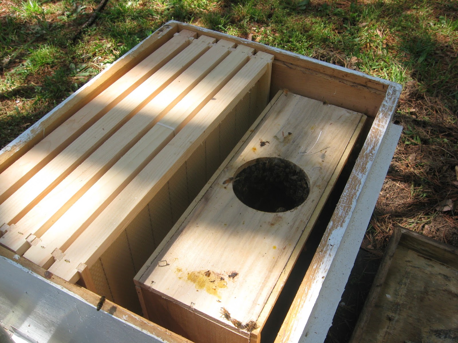 TOWN BEES Installing Bee Packages