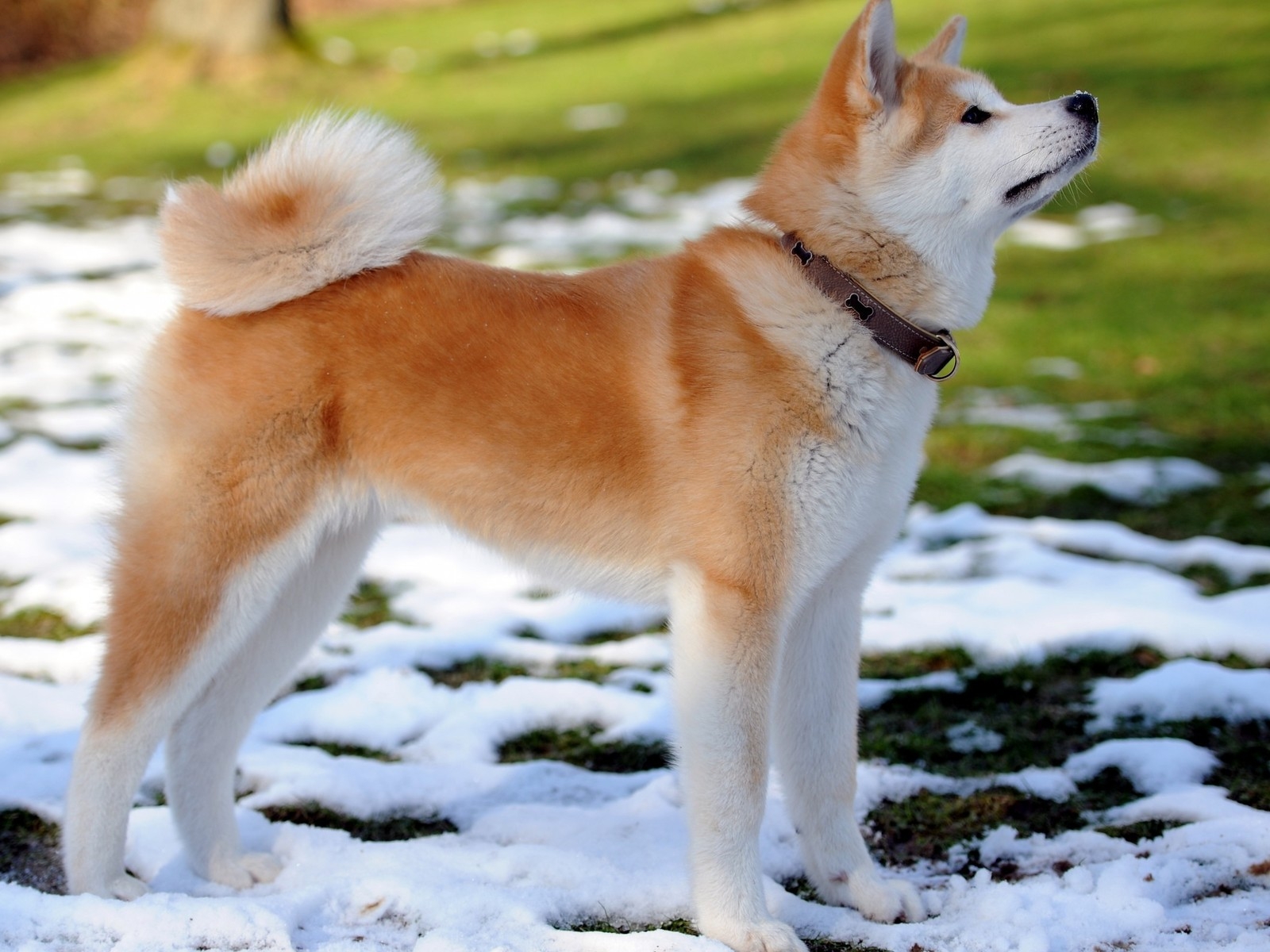 Banco de Imágenes Hermoso perro de la raza Akita Inu
