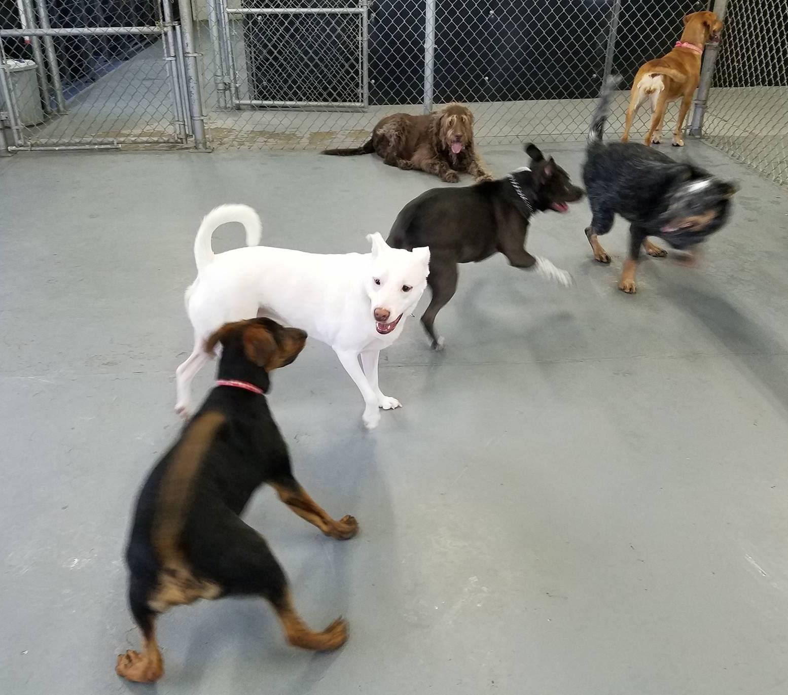 Hoosier Doggy Daycare and Boarding Doggies of the Week... Dirk and Lilly!