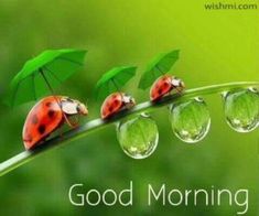 good morning images free download for whatsapp hd download