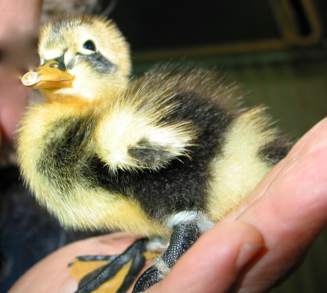 Marblemount Homestead Ducklings anyone? Ancona ducks for sale!