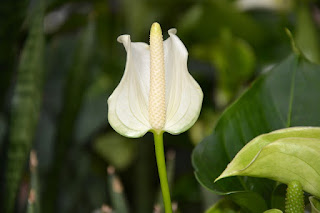 jenis bunga anthurium jenis bunga anthurium