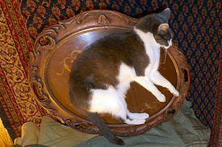 Spackle Puss, the cat, on oval table