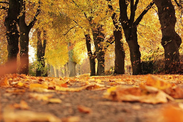 how to stop hair loss in autumn