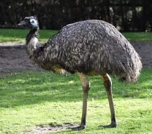 Seekor Burung Emu - Sekitar Dunia Unik