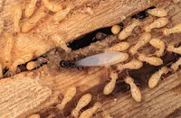 dry wood Termite