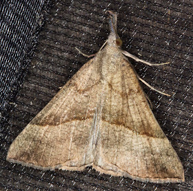 Snout, Hypena proboscidalis.  Noctuid.  Moth morning on Sevenoaks Wildlife Reserve, led by Susanna Clerici.  14 August 2011.
