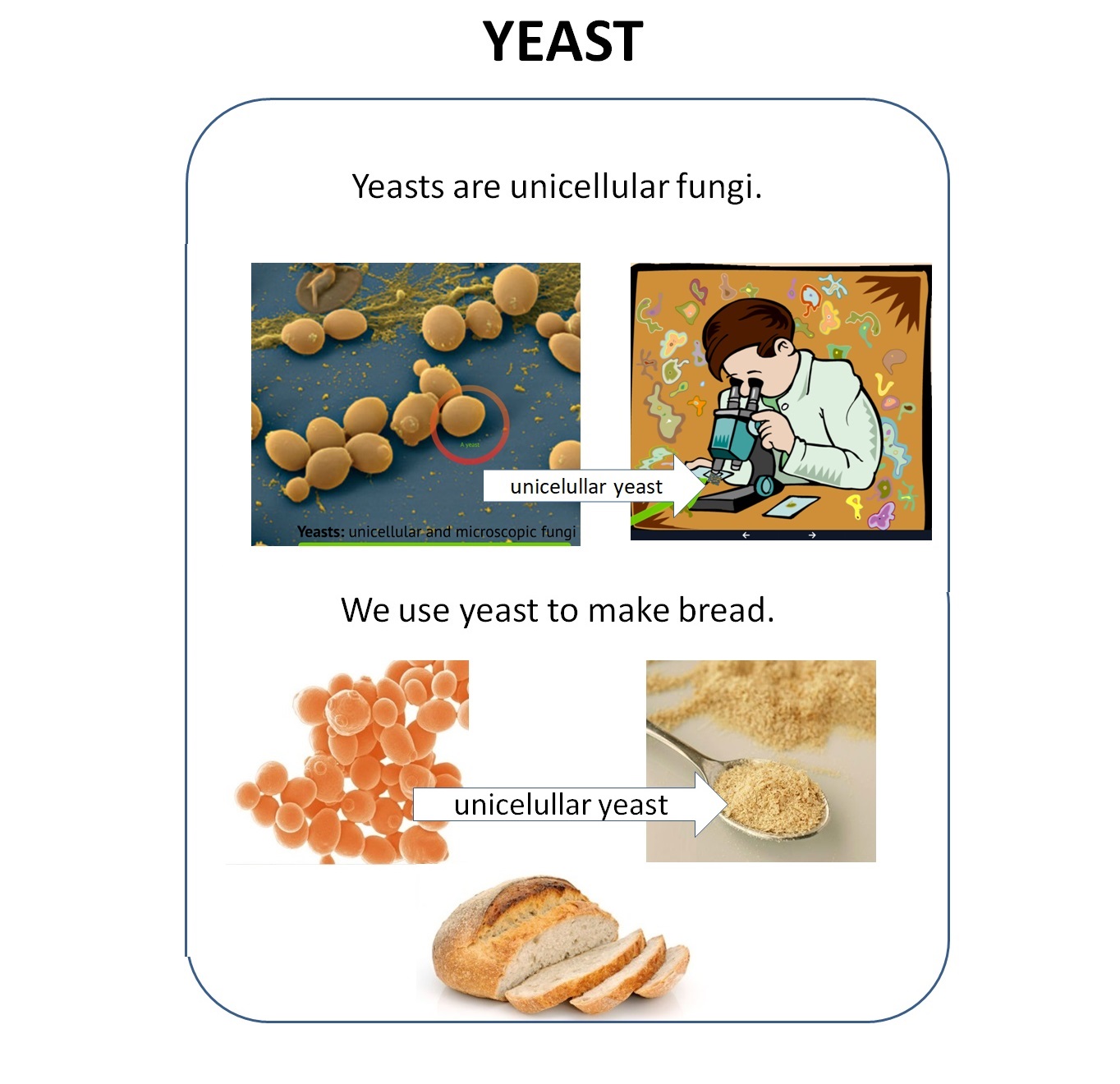 Clase de 5º Andrés Segovia UNIT 1 Fungi Kingdom