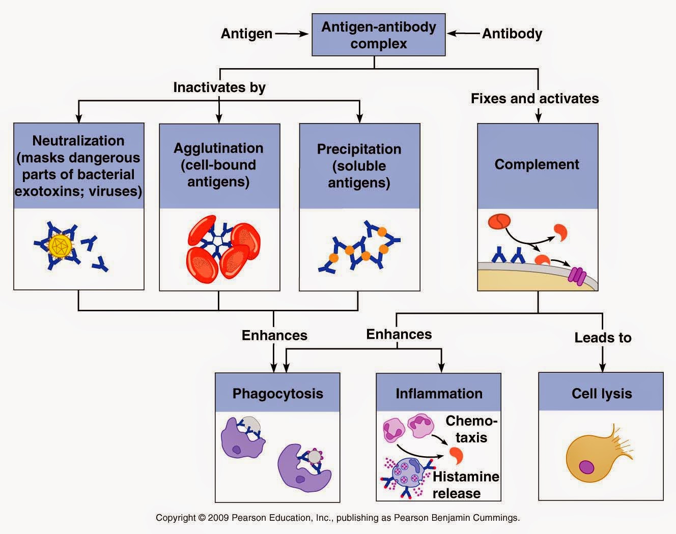 B3 Biology Monoclonal Antibodies