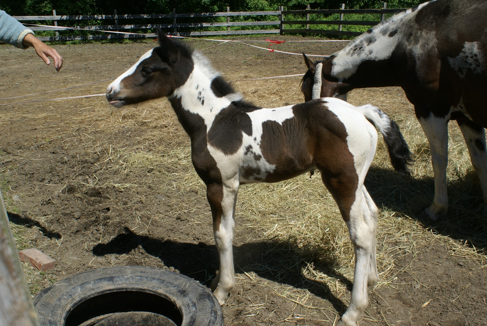 Theyre Here The Most Amazing Baby Horses For Sale Ever - sv2fabp