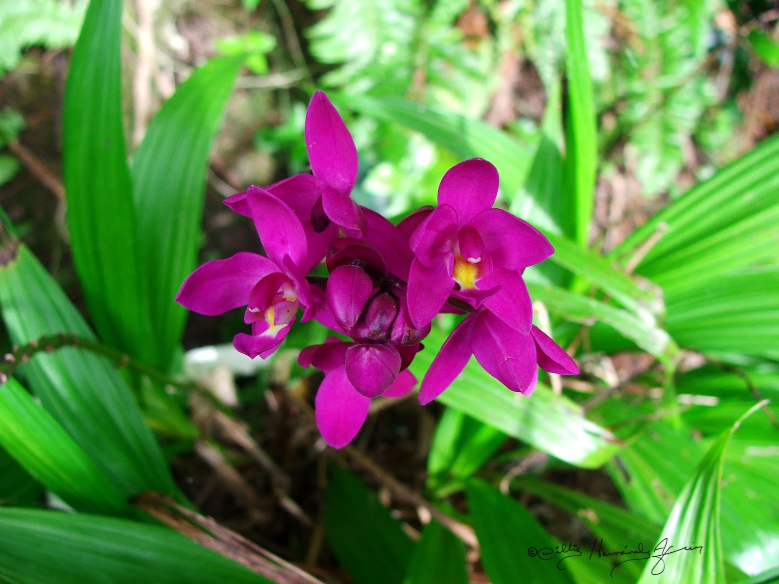 Flora de Puerto Rico Ilustrada Papo Vives: ORCHIDACEAE Spathoglottis  plcagta Orquídea filipina