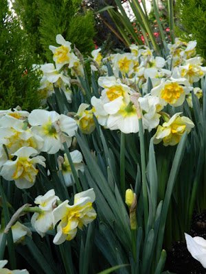 2016 Allan Gardens Conservatory Spring Flower Show White Lion daffodil narcissus by garden muses-not another Toronto gardening blog