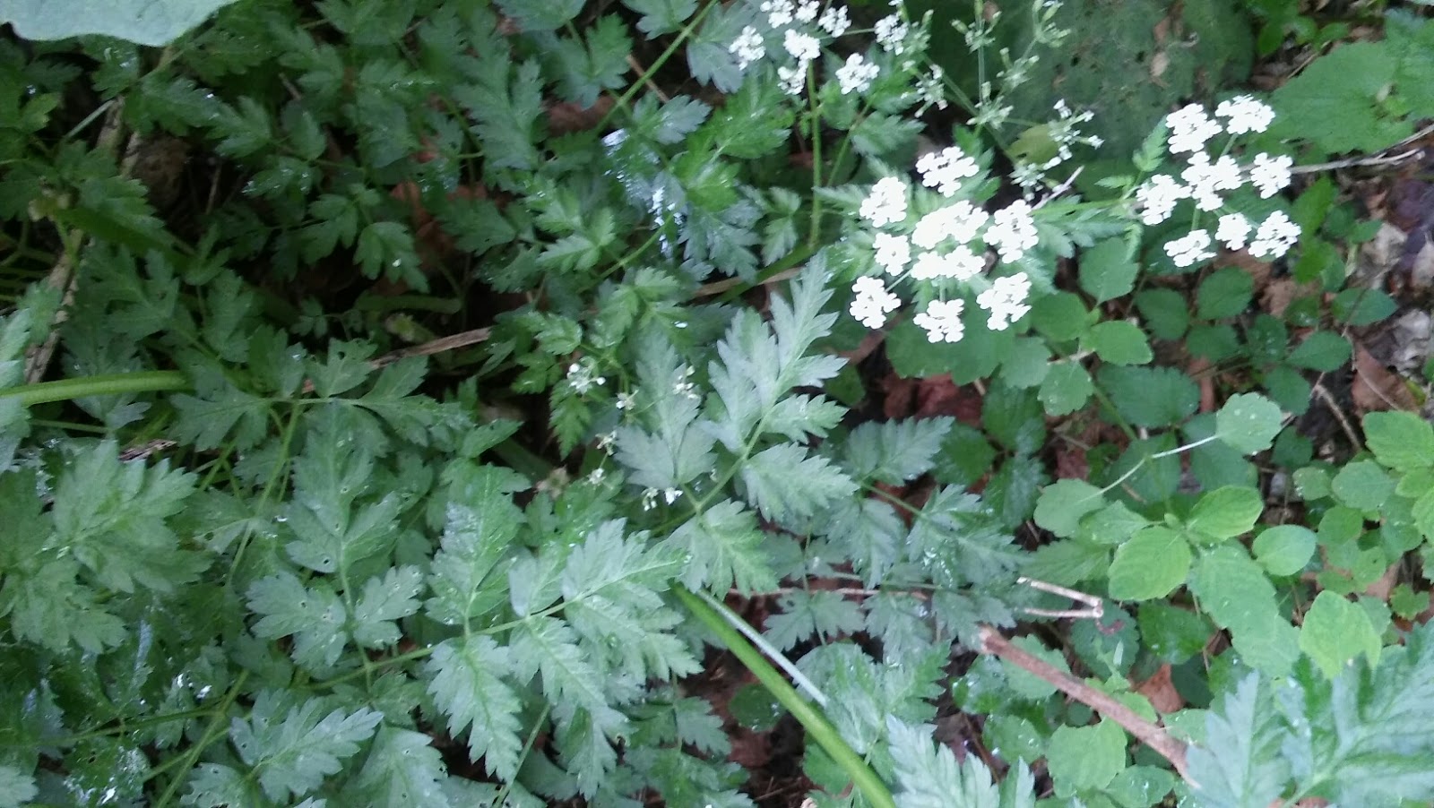 Rolandvue Rambler The Most Deadly Plant in North America?