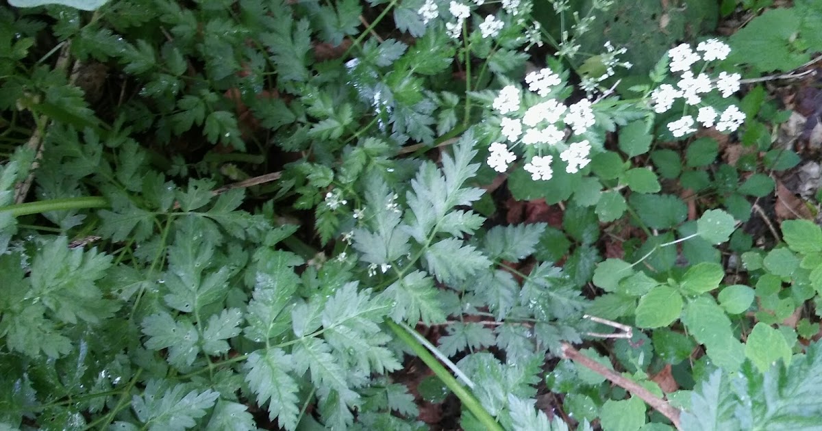 Rolandvue Rambler The Most Deadly Plant in North America?