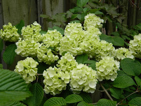Clusters of white Popcorn doublefile Viburnum plicatum flowers by garden muses: a Toronto gardening blog