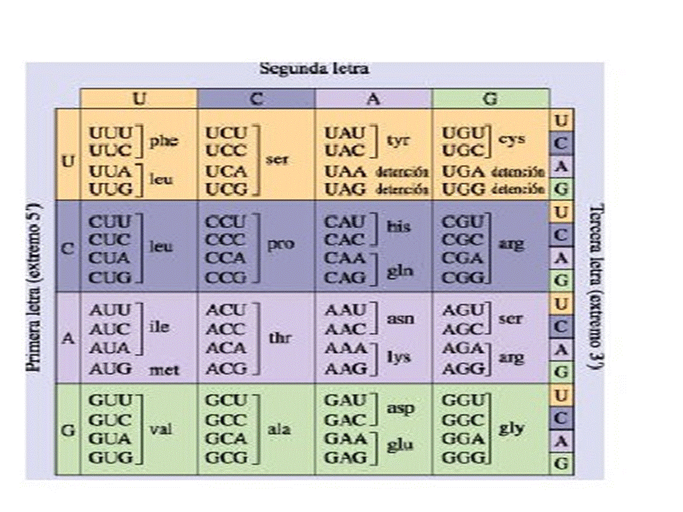 Genética: Genética Molecular