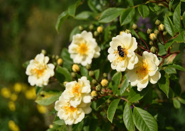 Honungsros Rosa Helenae Hybrida