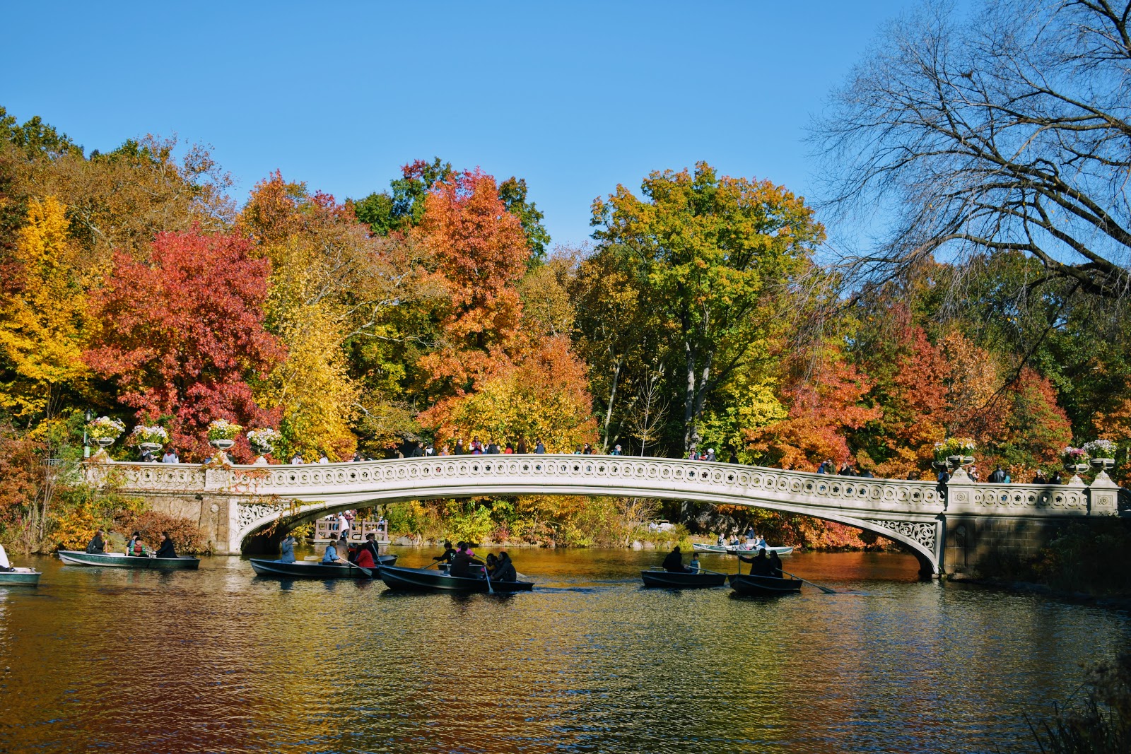 Puente en Central Park con botes de remos
