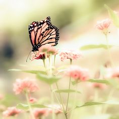 butterfly images
