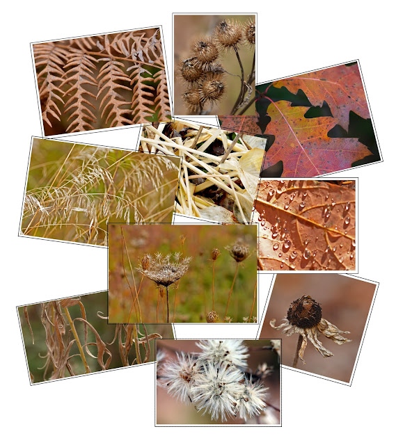brown leaves stems collage