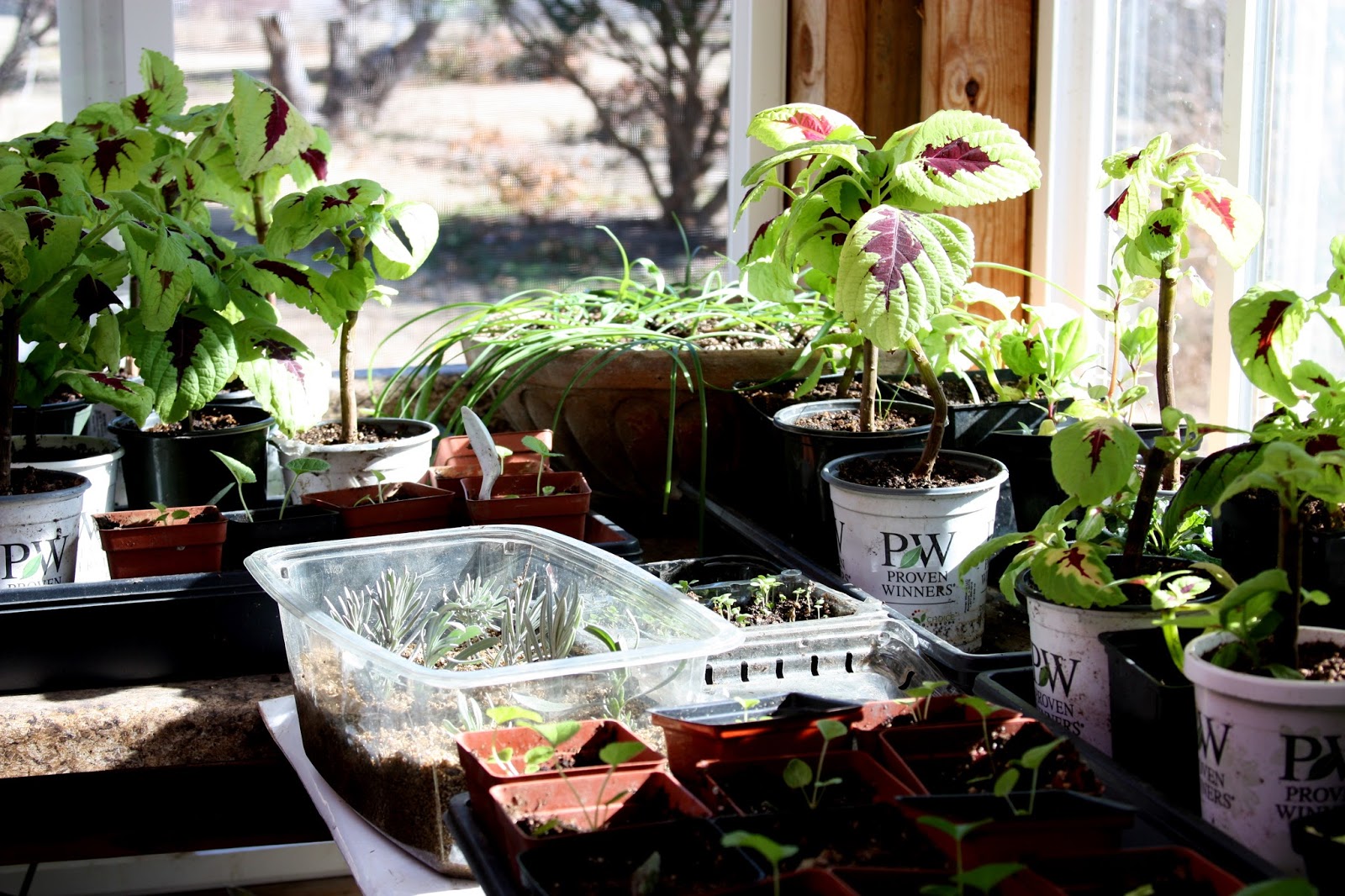 Take Lavender Cuttings Now To Make New Plants