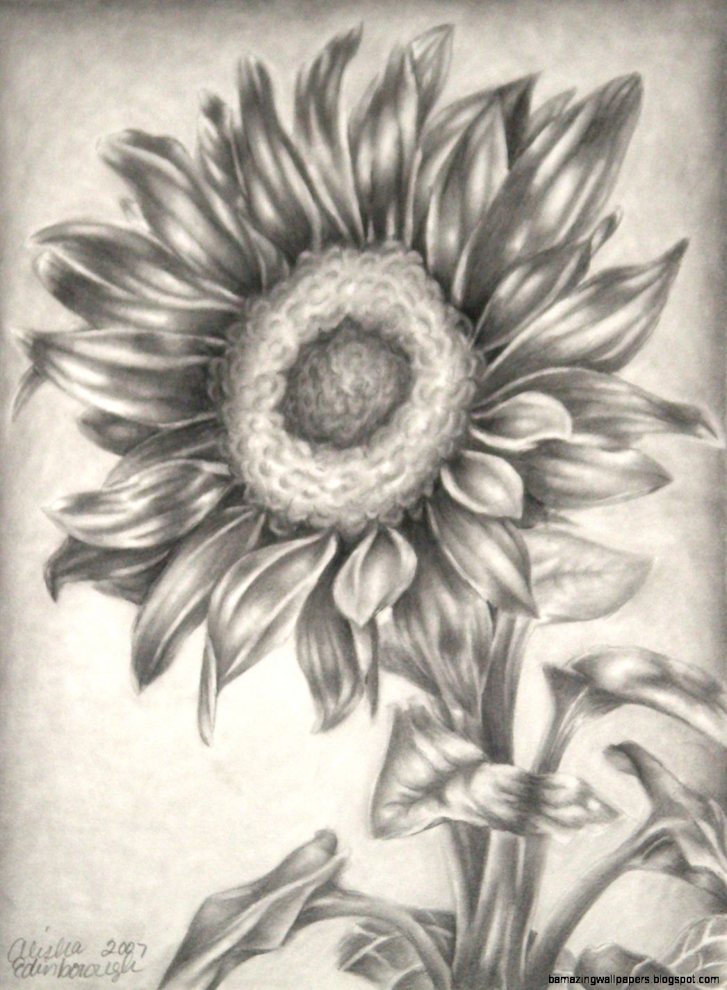 Sunflower Print of the Original Pencil Drawing 8x10 by AlishasArt