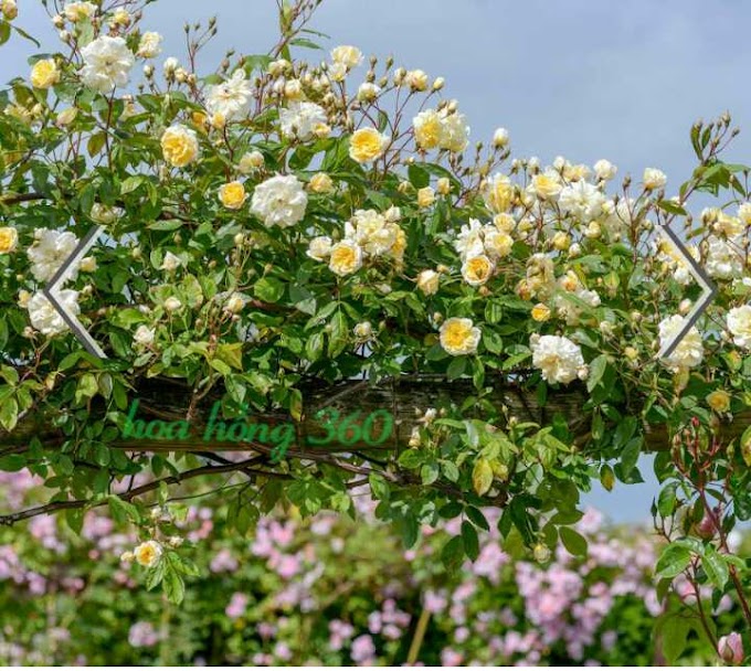Xem ngay định nghĩa và phân loại hoa hồng leo của hội hoa hồng 