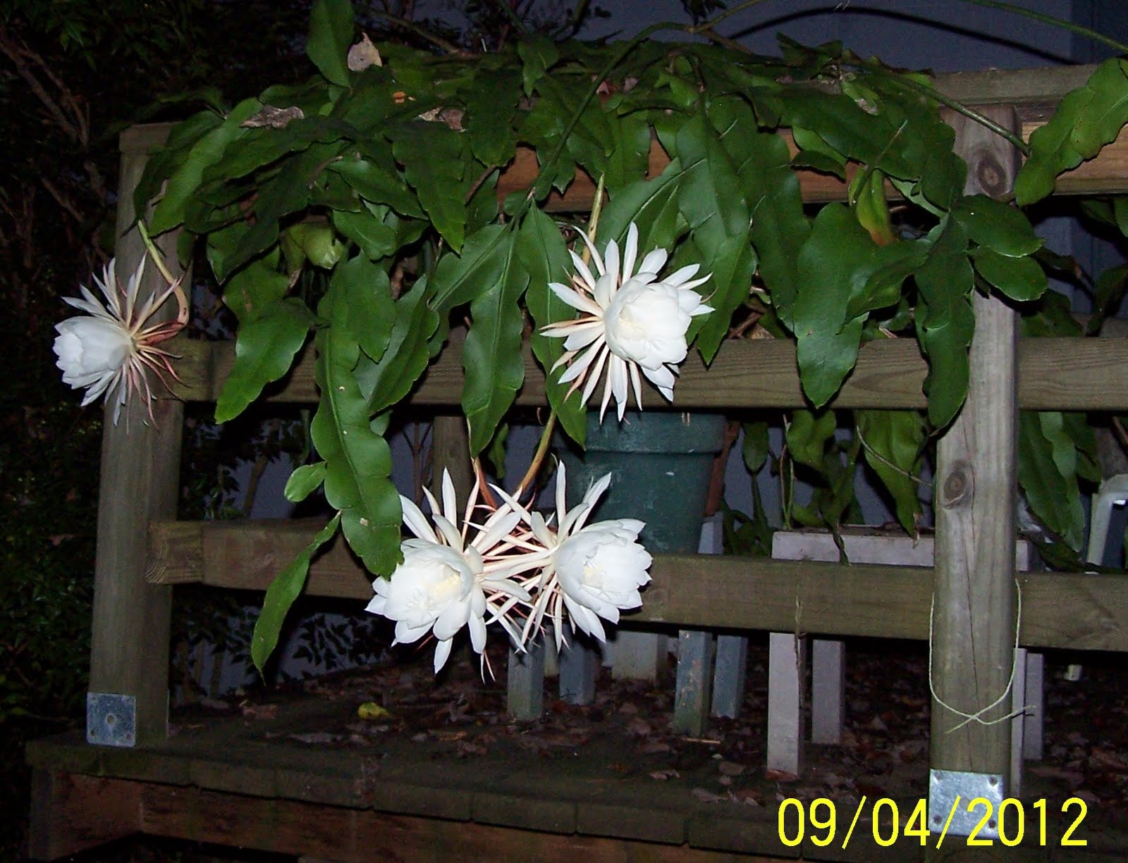 Jean the Plant Lady Nightblooming Cereus