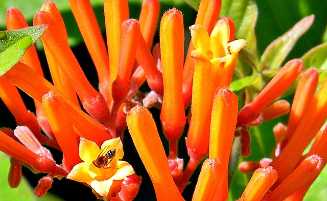 Flores de Chacloco Hamelia patens