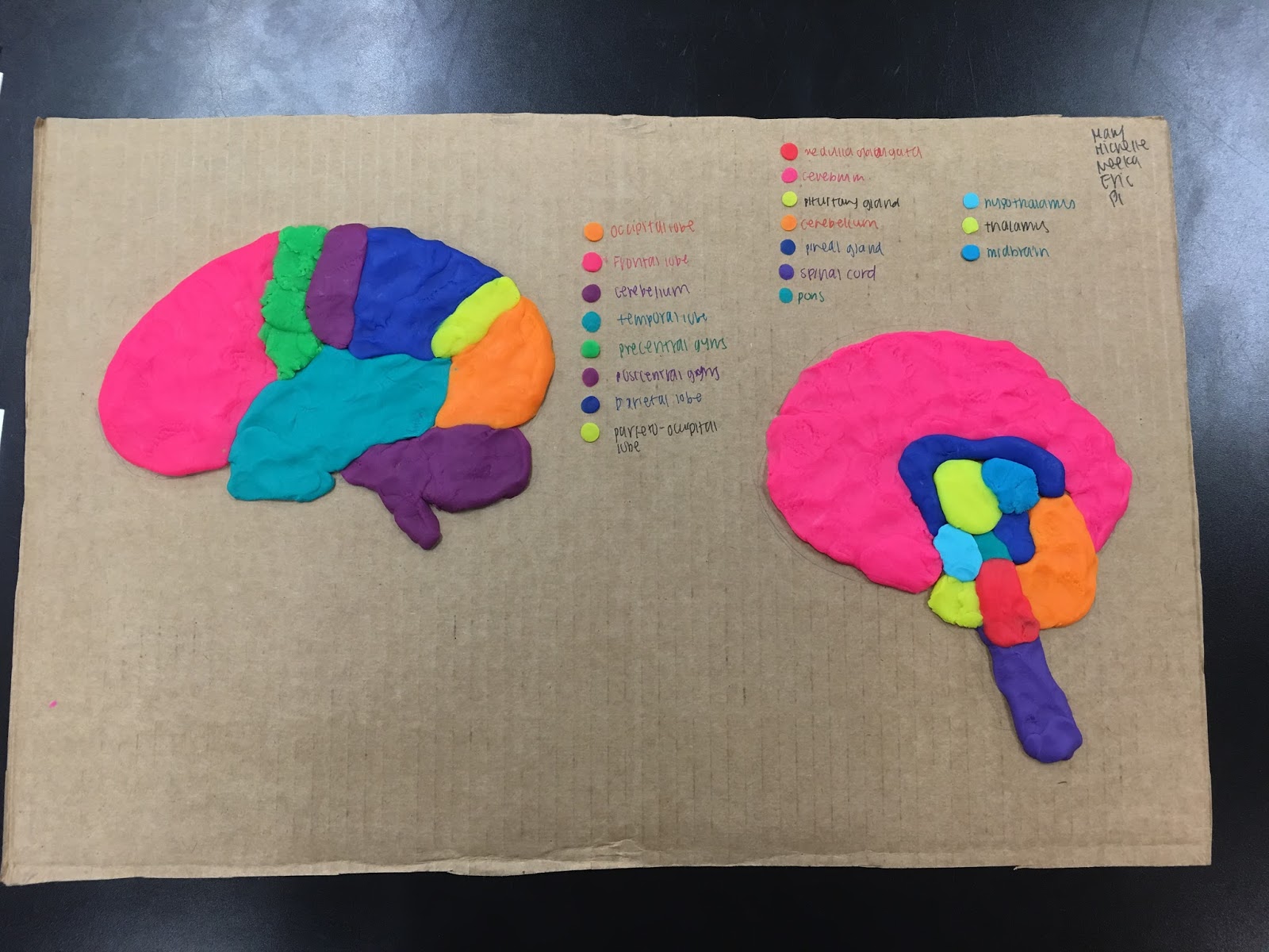 Anatomy/physio Blog: Clay Brain