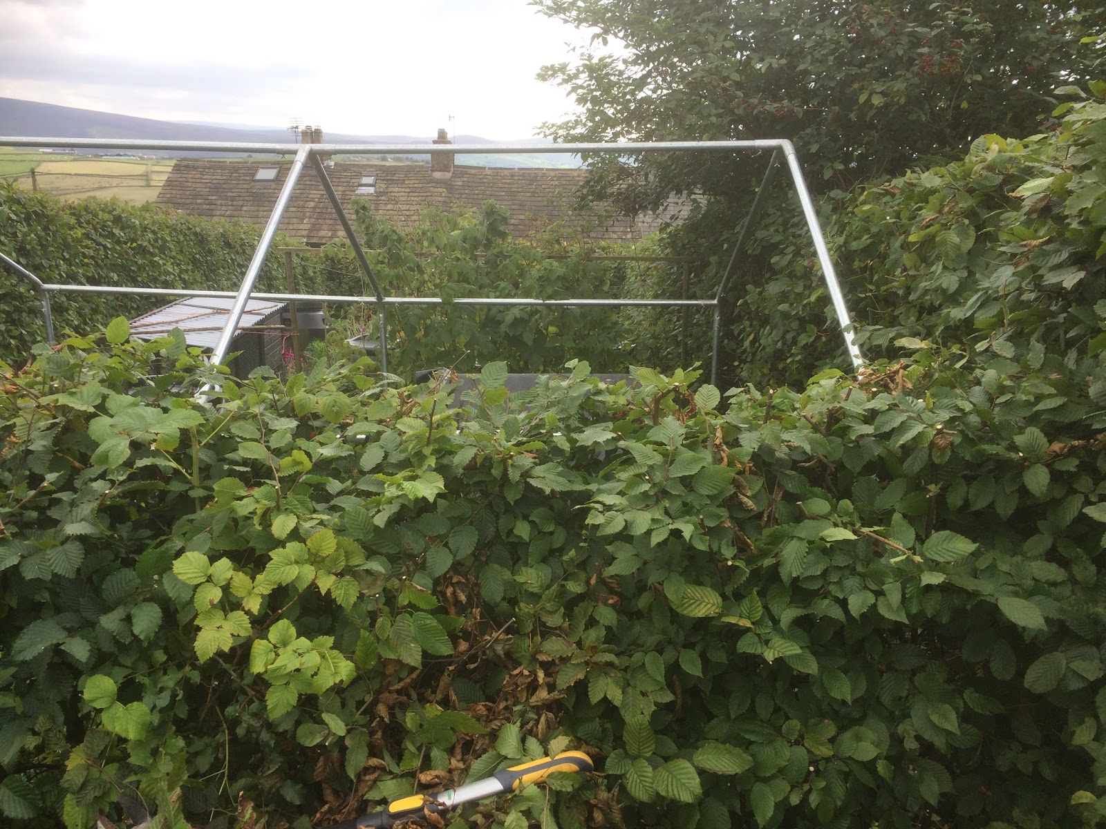 Making Decisions About Hedge Height Life on Pig Row