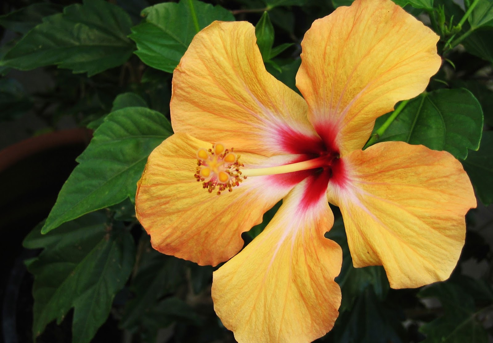 Gumamela(Hibiscus) flower PlantHub