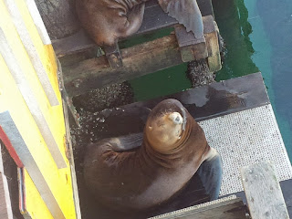 Two seals sunbathing in the sun.