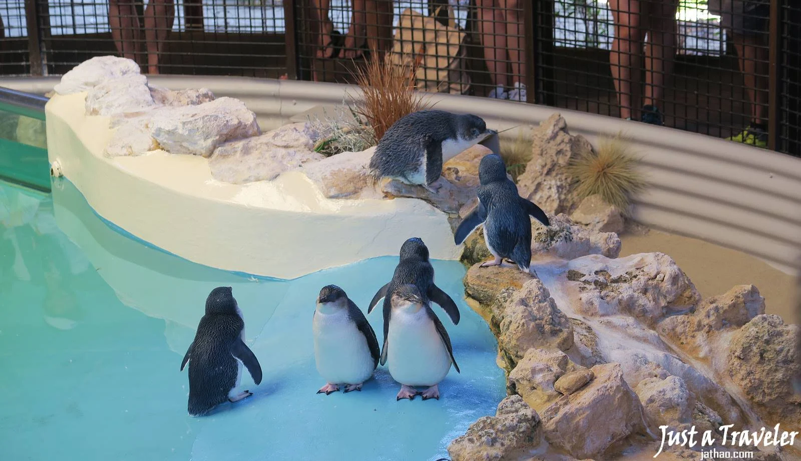 伯斯-景點-推薦-必玩-一日遊-企鵝島-Penguin-Island-遊記-旅遊-自由行-Perth