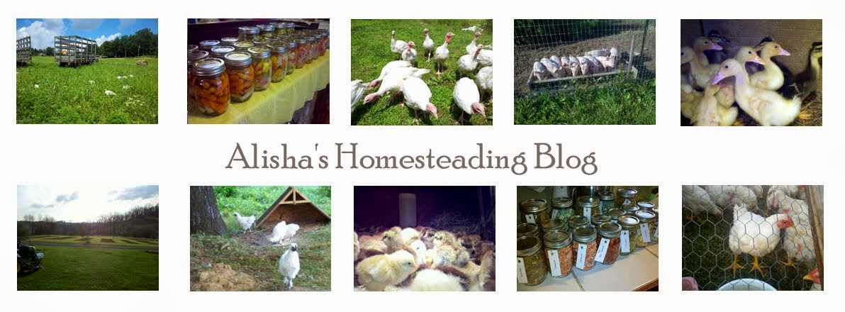 Alisha's Homesteading Blog